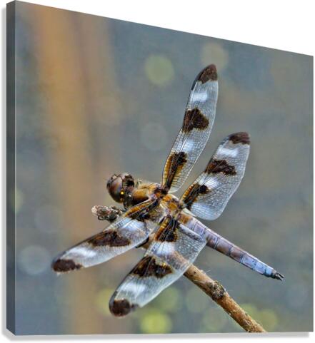  12-spot skimmer dragonfly  Impression sur toile