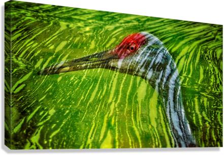  Reflections of sandhill crane   Impression sur toile