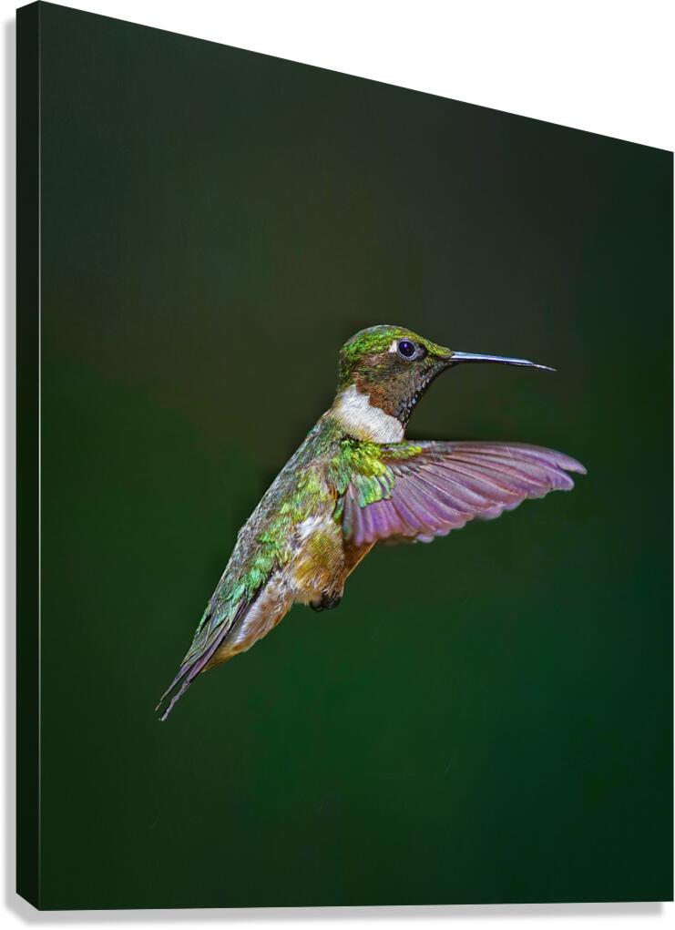 Ruby-throated hummingbird  Impression sur toile
