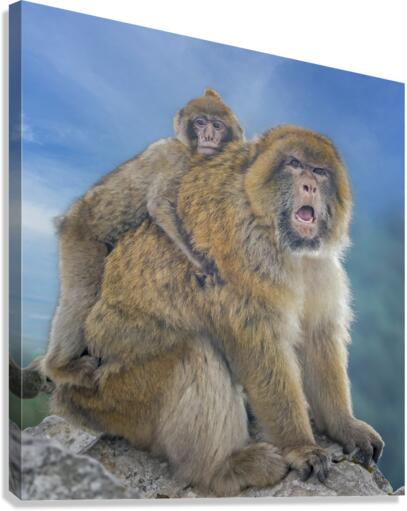 Barbary Macaques monkey  Impression sur toile
