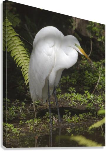 Egret in the Everglades  Canvas Print