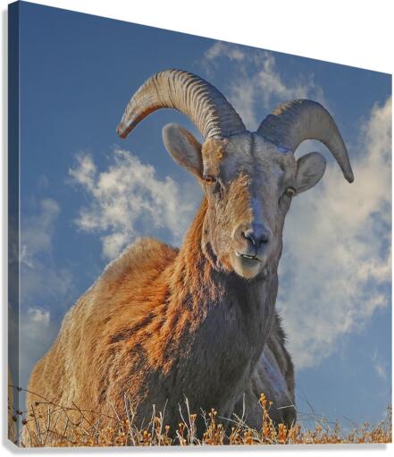 Bighorn Sheep grazing  Impression sur toile