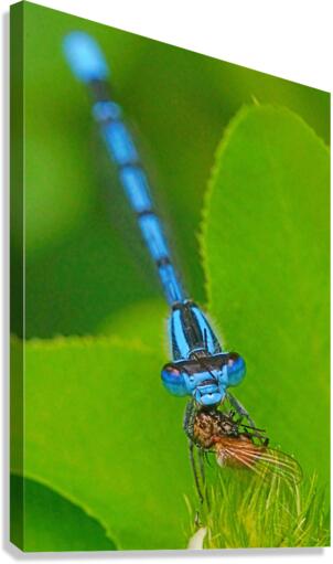 Damselfly and bee  Canvas Print