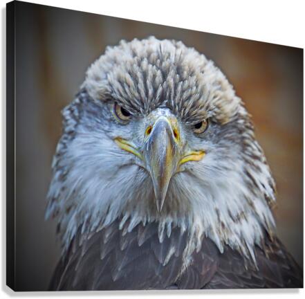 Bald Eagle  Impression sur toile