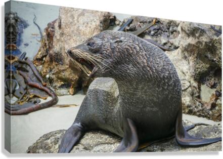 New Zealand fur seals  Impression sur toile