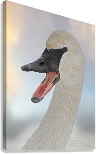 Trumpeting swan  Impression sur toile