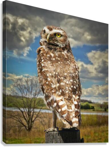 Pygmy Owl  Impression sur toile