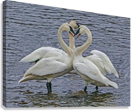 Hearty Swans  Canvas Print