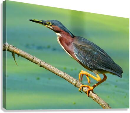 Green Heron hunting  Impression sur toile