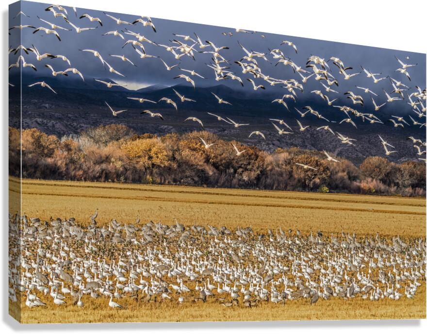 Migration of the birds  Impression sur toile