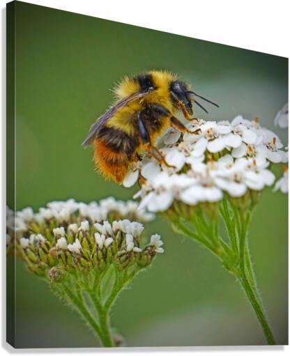 Honeybee on flower  Impression sur toile