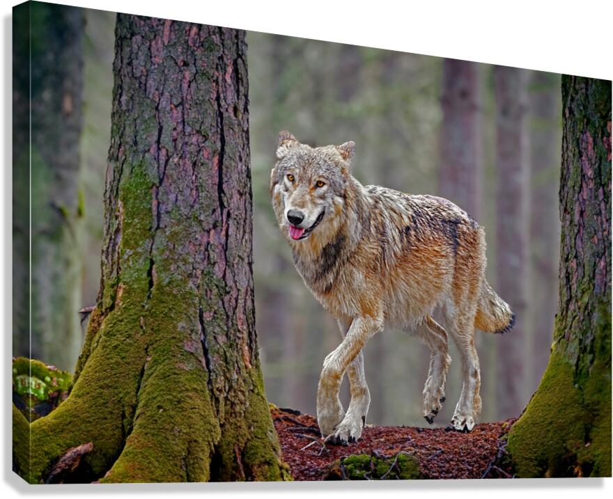 Call of the wild   Canvas Print