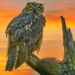 Owl standing watch