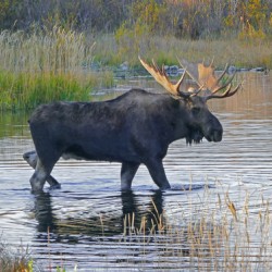 Bull moose in Wyoming