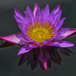 Purple pond Lilly