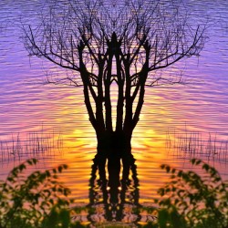 Lakeside sun on tree