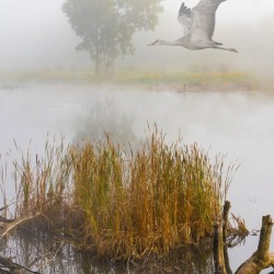Crane on the Wing in Fog