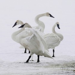 Swan group 