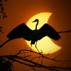 Egret Eclipse