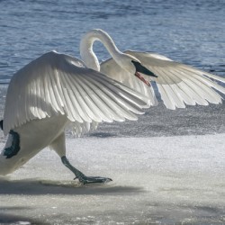 Swan on Guard
