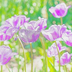 Purple tulip fantasy