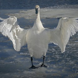 Embracing Swan