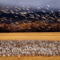 Snowbird Migration