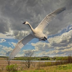 Swan on the Wing