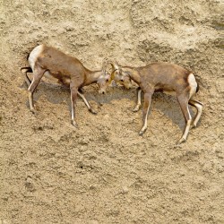 Jousting Big Horn Sheep