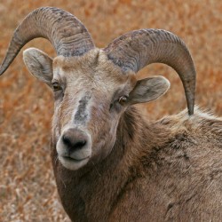 The look- bighorn sheep