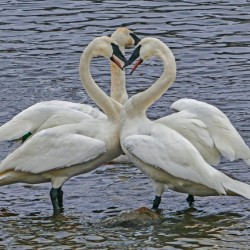 Hearty Swans