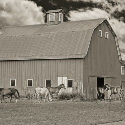 Washington horse barn