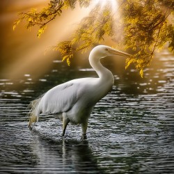 Egret on the hunt