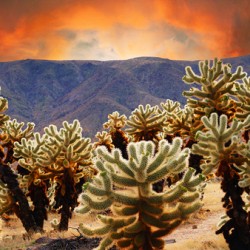 Prickly teddybear cholla