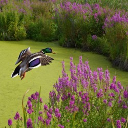 Mallard in flower pond