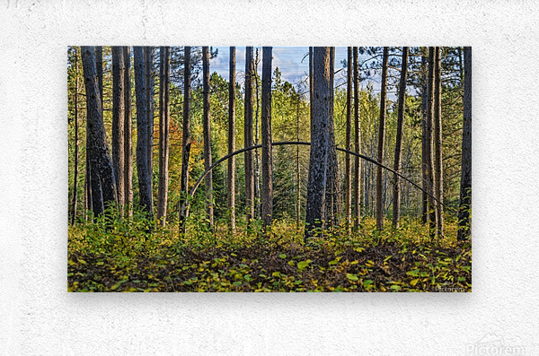 Stand of Trees  Metal print