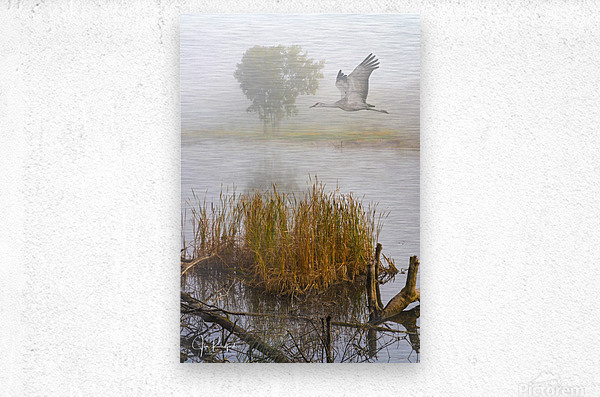Crane on the Wing in Fog  Metal print