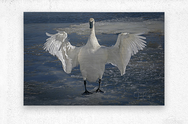 Embracing Swan  Metal print