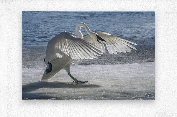 Swan on Guard  Metal print