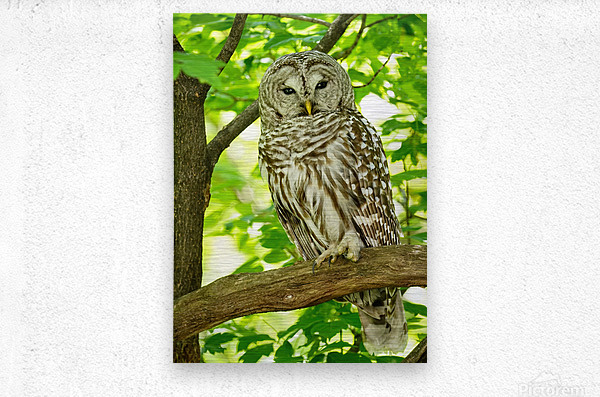 Barred Owl   Metal print