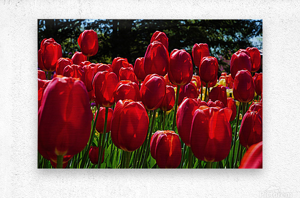 Red tulip parade   Metal print