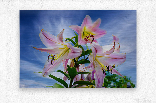 Lucious Lily  Metal print