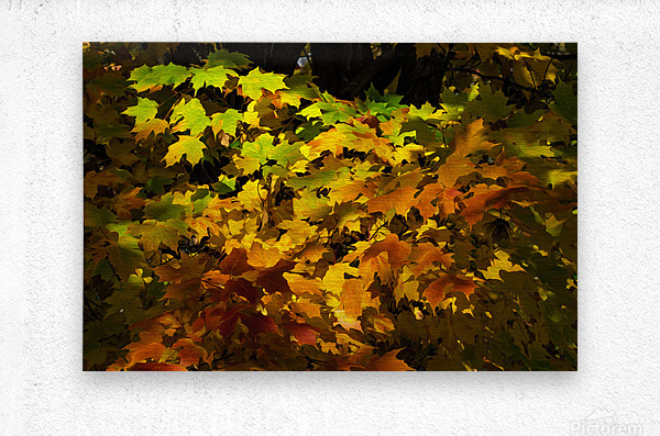Fall Colors  Metal print