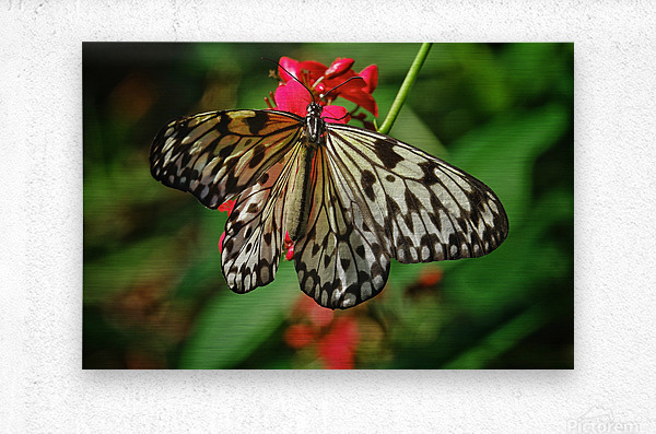 Paper kite butterfly  Metal print