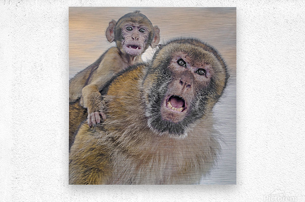  Barbary Macaques Monkey  Metal print