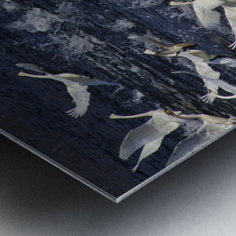 Swan Lift-Off Metal print
