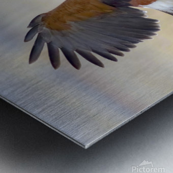Harris hawk on the wing Metal print