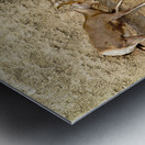 Jousting Big Horn Sheep Metal print