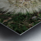 Dandelion Blow-ball Metal print