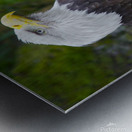Bald eagle  Impression metal